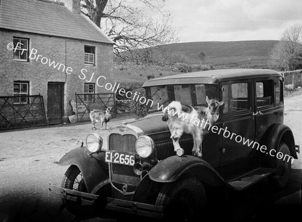 GOAT ABOARD CAR